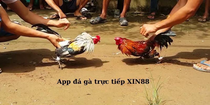 Giới thiệu tổng quan app đá gà trực tiếp XIN88